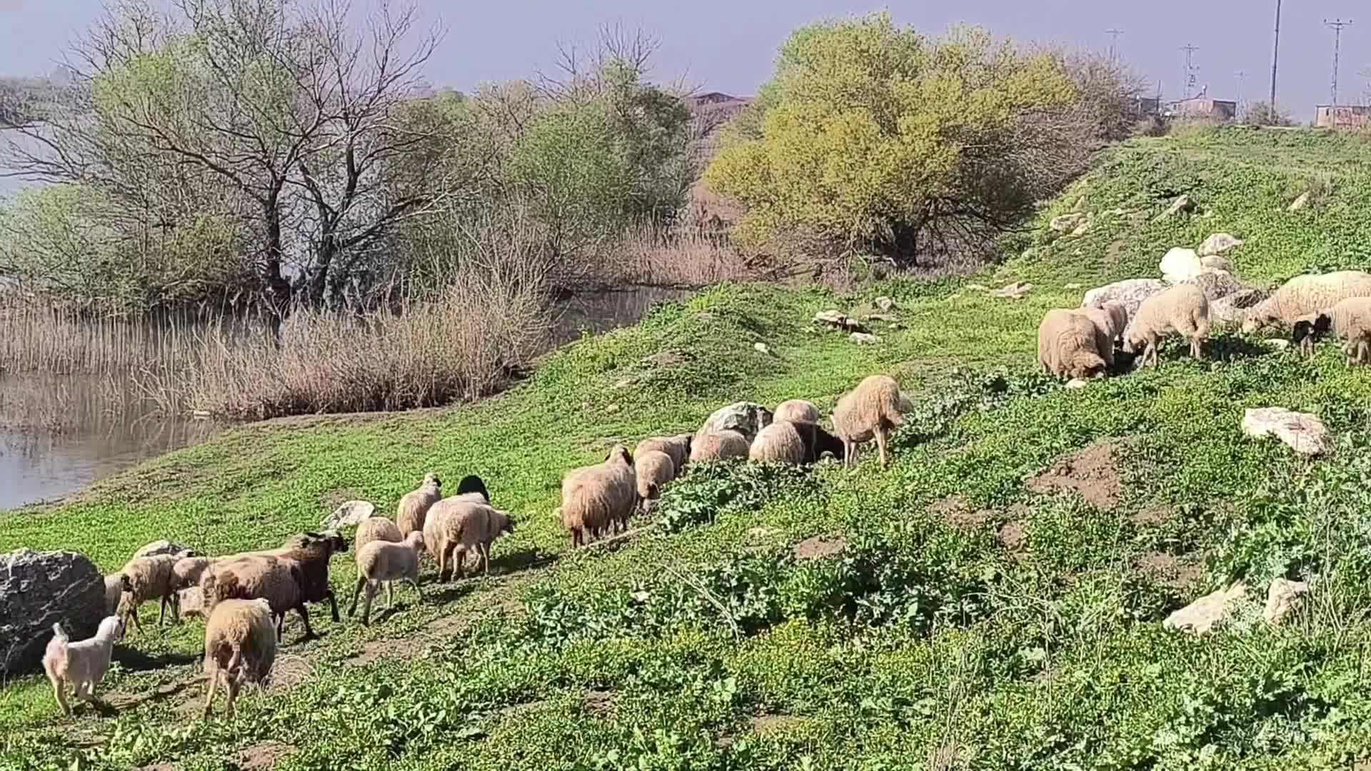 Besiciler artan maliyetlerden yakındı: Bir şey kazanamıyoruz, kurbanlık beslemey