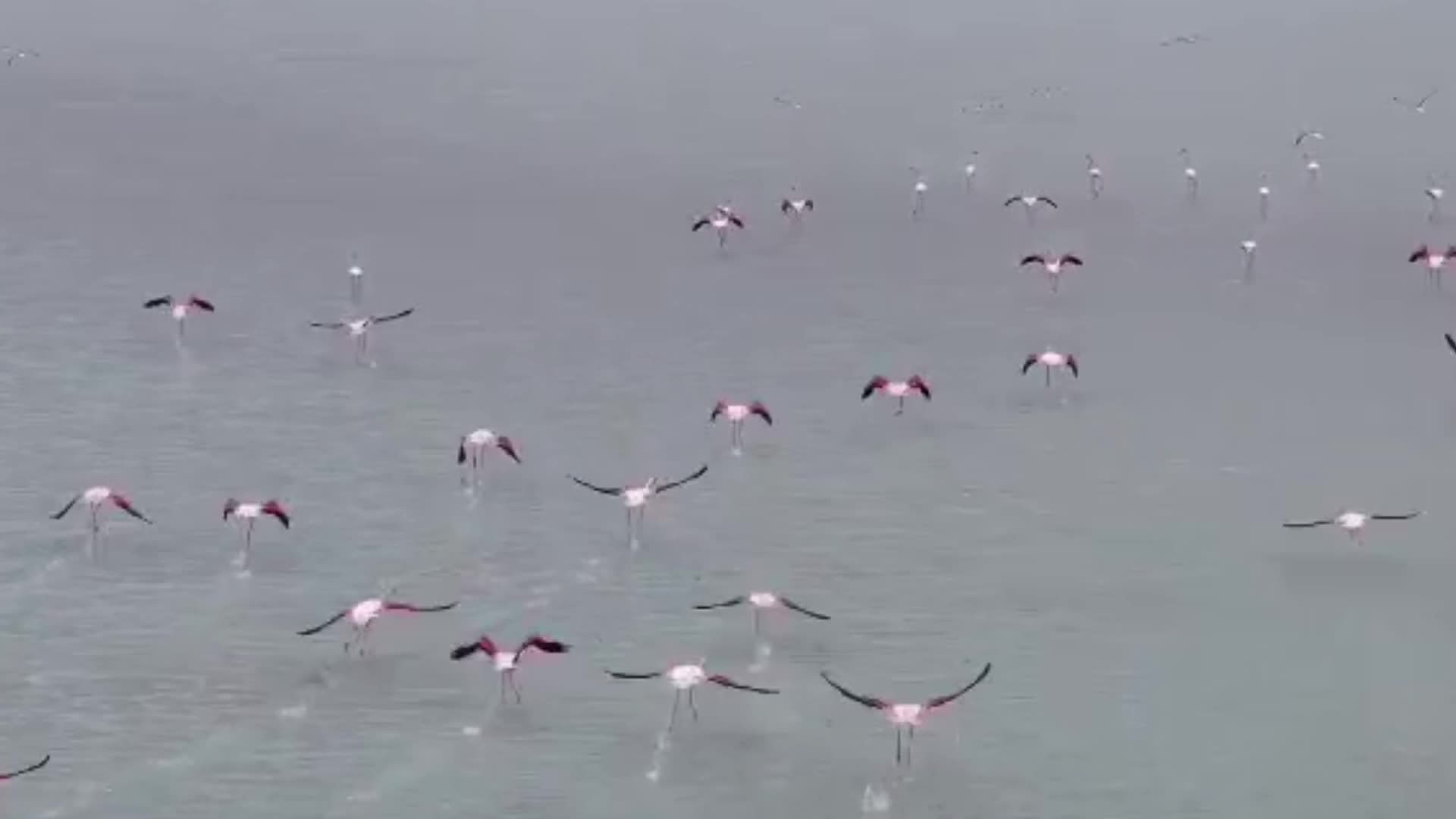 Kırşehir'deki Seyfe Gölü Kuş Cenneti doğaseverlerin buluşma noktası oldu