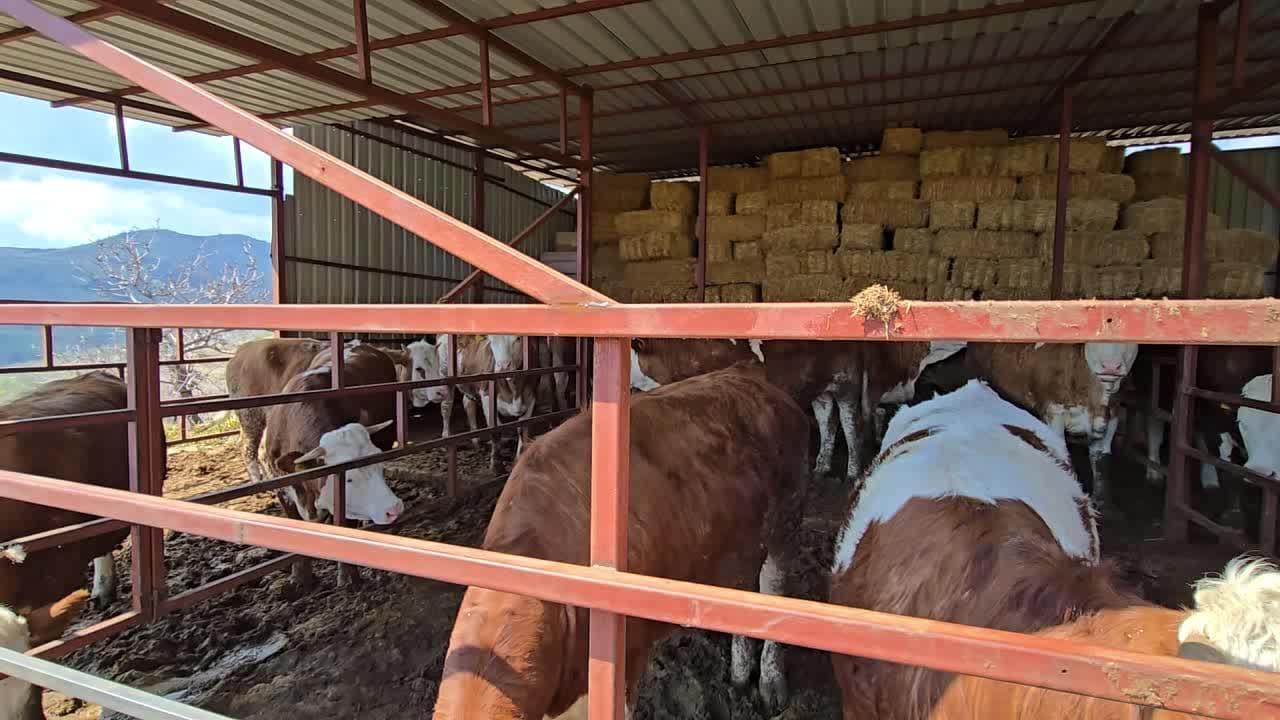 Aydın Sultanhisar İncialan’da kurbanlık maliyetleri üreticiyi zorluyor: Geçen se