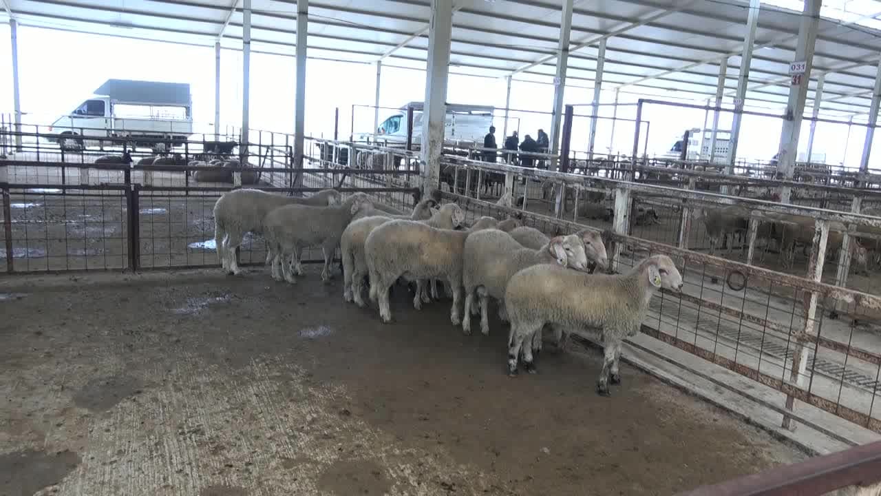 Nazilli'de kurban pazarında üretici de vatandaş da dertli: Maliyet yüksek, satış