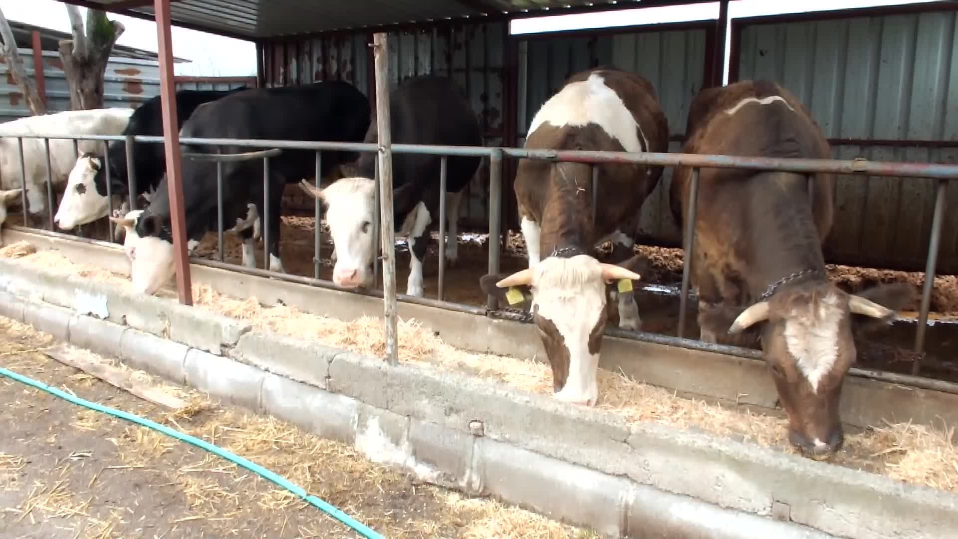 Burhaniye’de kurbanlık satışları başladı: Büyükbaş hisseleri 45 bin liraya kadar