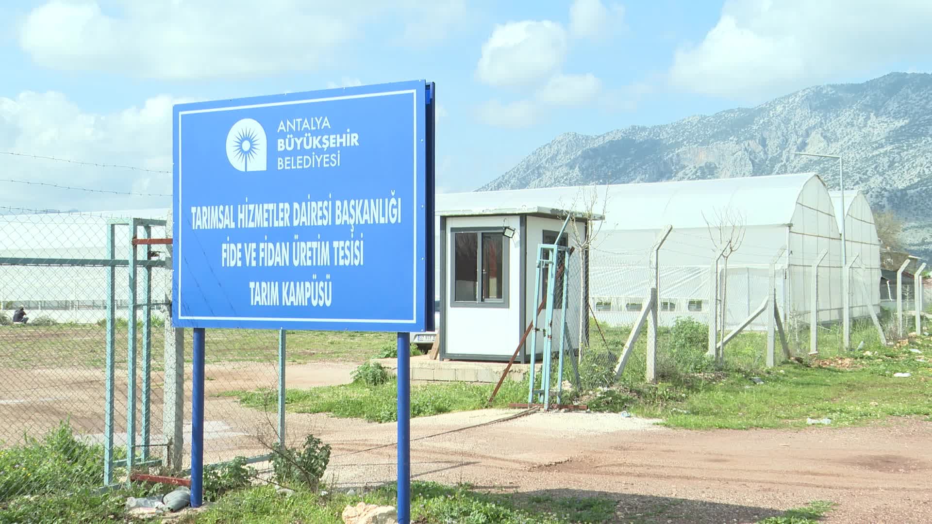 Antalya Büyükşehir Belediyesi’nden Alanya’nın coğrafi işaretli keçiboynuzuna des