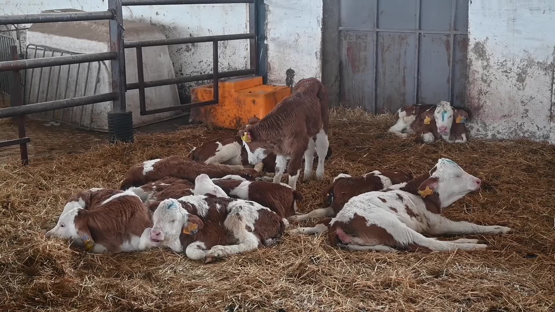Veteriner hekimlerden buzağılarda görülen ishale karşı uyarılar...